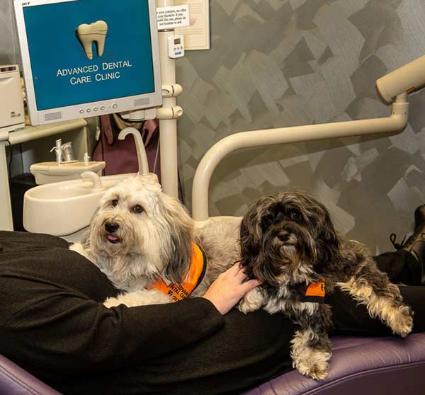 Therapy dog training gold coast hot sale